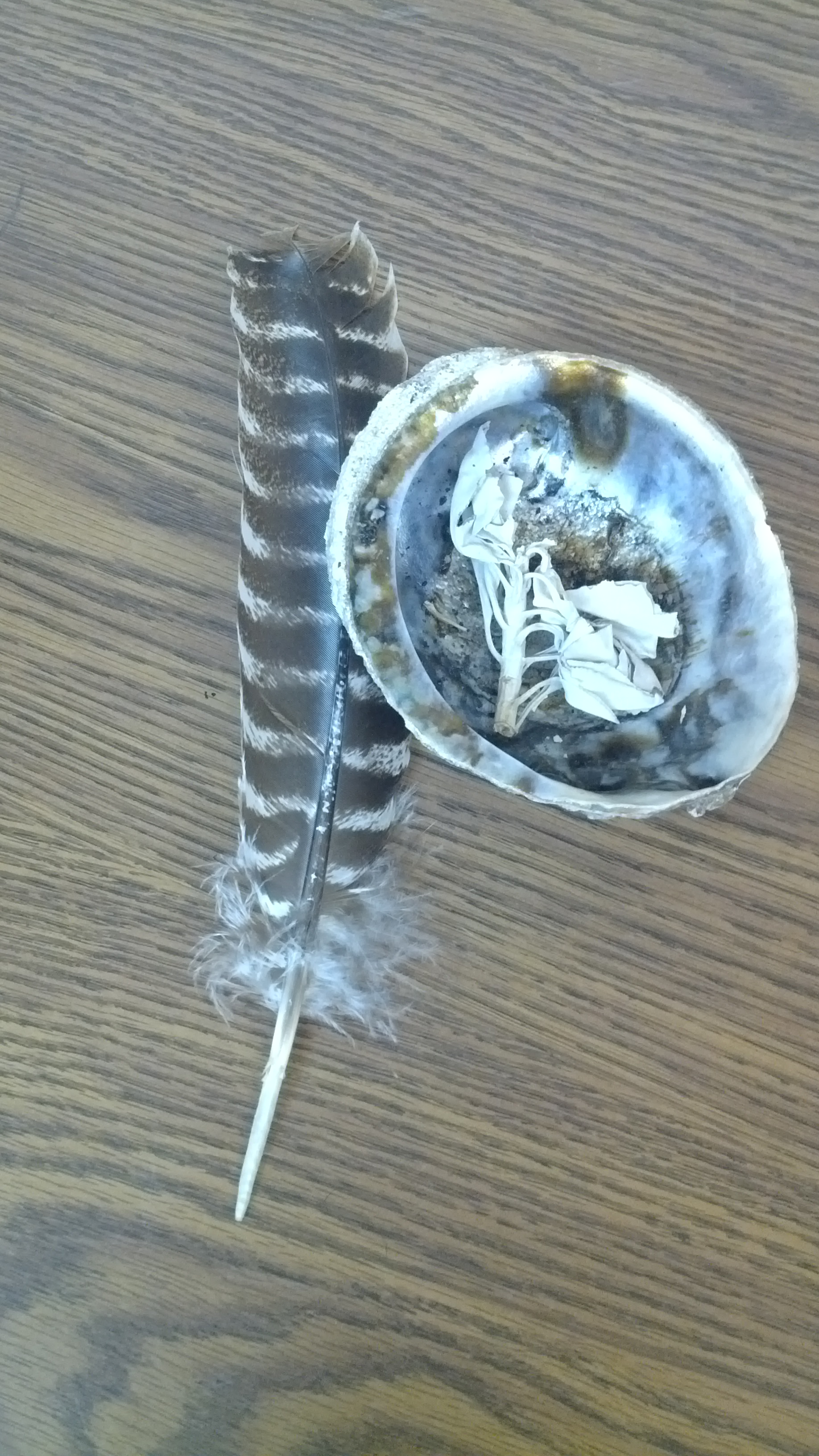 Feather and a shell