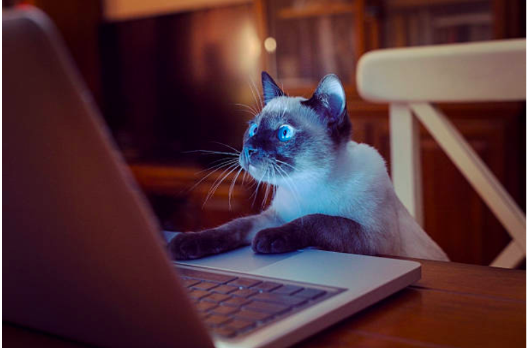 Cat typing on a computer